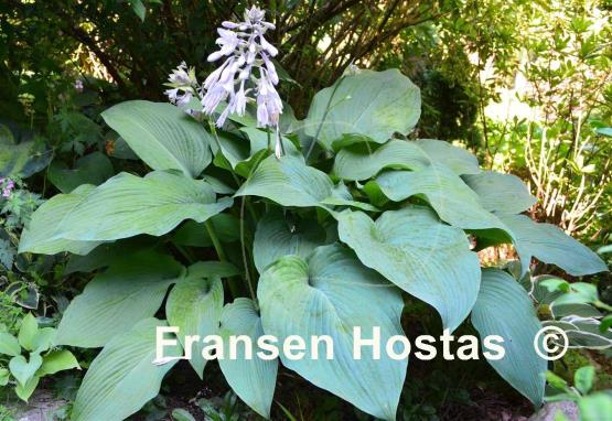 Hosta Brigadier